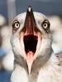 Seagull scream-1412.jpg