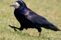 Corvus frugilegus.jpg