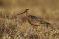 Limosa-lapponica-bar-ailed-godwit-on-tundra-ground-bird.jpg