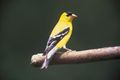 Male-goldfinch-on-tree-branch-carduelis-tristas.jpg