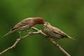 House-finches-male-and-female-birds-carpodacus-mexicanux.jpg