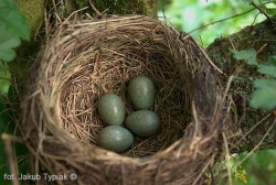 gniazdo kosa, blackbird nest, turdus merula